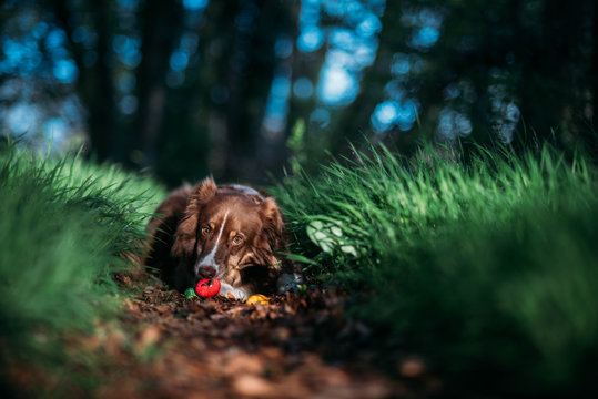 Hund mit Ostereiern