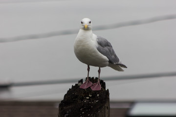 Seagull staring