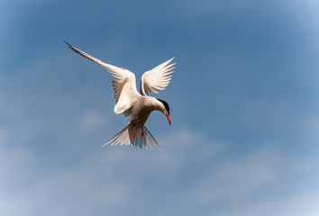 Common Tern in Flight 