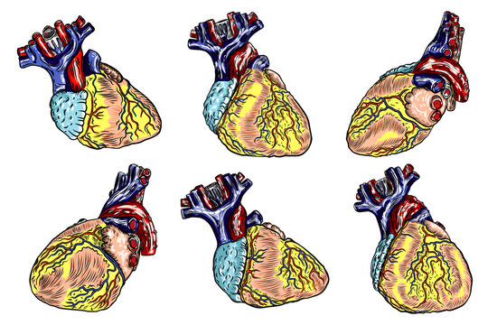 Set of Human anatomy heart. Black and color engraving isolated on background. Cartoonish flash tattoo design Vector.