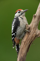 Great Spotted Woodpecker sitting on a branch