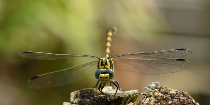 portrait de libellule