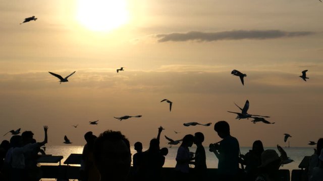 Migratory seagulls escaping the winter from different parts of the world in Thailand. The place is located at Bangpu Recreational Center. 