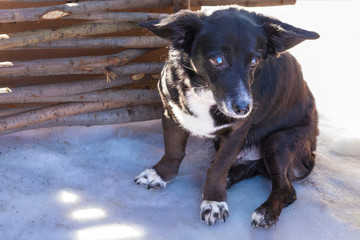 Poore homeless little dog sitting on a snow near the fence and looking for someone to feed him.