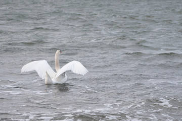 Swan on a waving surface of stormy sea water. Copy space.