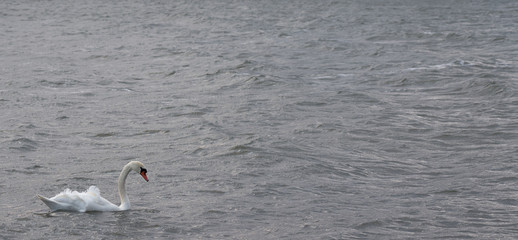 Swan on a waving surface of stormy sea water. Copy space.