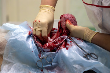 Stages of an operation to remove a breast tumor in a dog in a veterinary clinic. Close-up,...