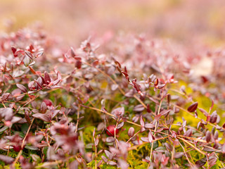 abstract image with bog plant fragments