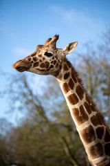 Giraffes in Copenhagen Zoo