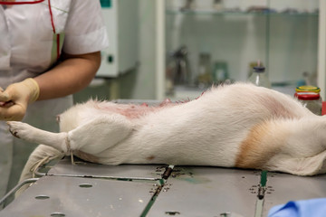 Treatment of a surgical suture in a dog. Removal of blood around the suture on the animal’s stomach.