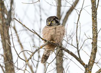 Northern Hawk Owl Perched in Tree  in Winter 