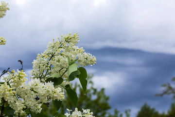 Spring time. Lilac bush after the rain. Drops of water flow down from foliage and white flowers. Against the background of a blue stormy sky.