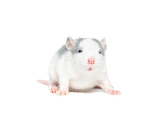 rat, isolated on white background.Symbol Of the new year 2020