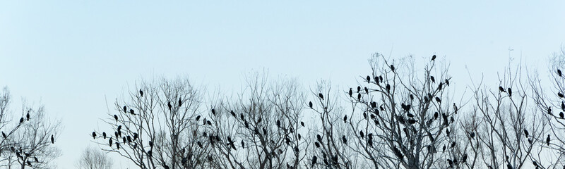 Silhouette of many birds on the trees
