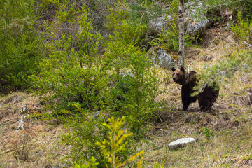 BROWN BEAR - OSO PARDO (Ursus arctos)
