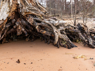 picture with old wooden root