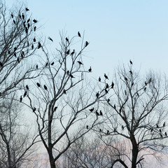 Silhouette of many birds on the trees
