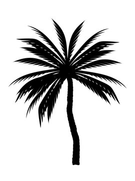 black silhouette of a palm tree. vector. tropical plant on a white background.