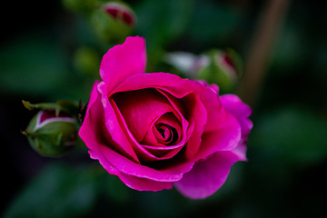 Pinke Rose Nahaufnahme