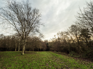 Obraz premium OLYMPUS DIGITAL CAMERA - TREES