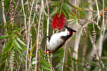 Red whiskered bulbul, pycnonotus jocosus, crested bulbul, Mauritius