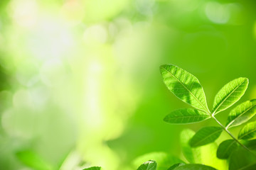 Close up of nature view green leaf with rain drop on blurred greenery background under sunlight with bokeh and copy space using as background natural plants landscape, ecology wallpaper concept.