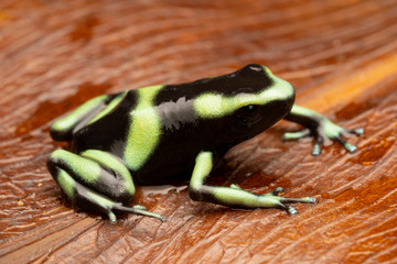 Green and black poison dart frog - Rare Costa Rica Pacific Variant (Dendrobates auratus)