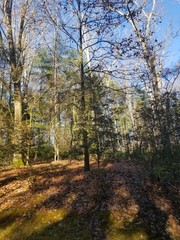 forest, autumn, nature, tree, landscape, trees, fall, leaves, park, wood, woods, leaf, foliage, sun, sky, green, yellow, road, season, birch, path, light, outdoor, color, outdoors