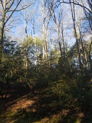 Fototapeta premium forest, tree, nature, trees, autumn, landscape, spring, green, wood, sky, woods, park, leaf, fall, sun, leaves, pine, season, grass, foliage, sunlight, path, road, light, blue