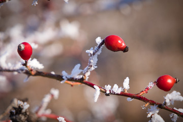 Dog Rose Shrub Covered with Rime Ice (Rosa Canina)
