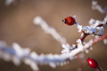 Dog Rose Shrub Covered with Rime Ice (Rosa Canina)