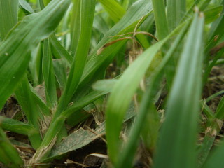 Obraz premium Naturaleza al detalle