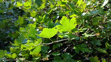 Sonnige Blätter vom Johannisbeerstrauch