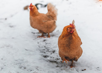 Domestic red hens on a walk in the snow on a Russian farm.