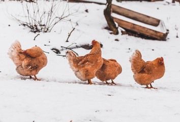 Domestic red hens on a walk in the snow on a Russian farm.
