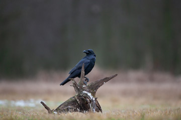 common raven, corvus corax, northern raven