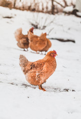Domestic red hens on a walk in the snow on a Russian farm.
