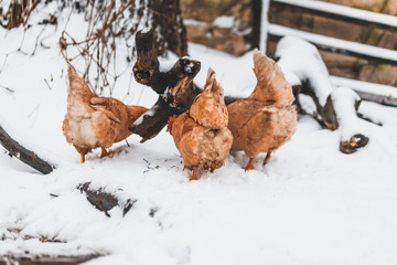Domestic red hens on a walk in the snow on a Russian farm.