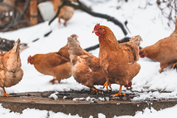 Domestic red hens on a walk in the snow on a Russian farm.