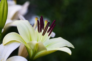White lily in a city leisure park