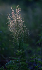 fluffy grass in soft light time , sunrise begin