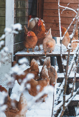 Domestic red hens on a walk in the snow on a Russian farm.