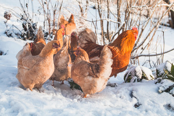 Domestic red hens on a walk in the snow on a Russian farm.
