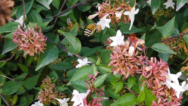 Close up video of a White-Banded Digger Bee (Amegilla Quadrifasciata) flying around, gathering pollen from white abelia flowers. Shot at 120 fps.