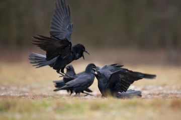 Fototapeta premium common raven, corvus corax, northern raven