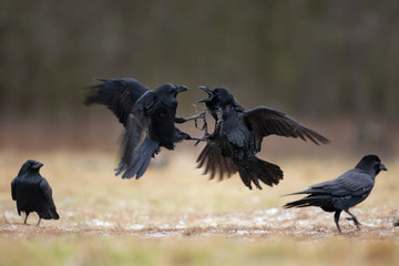 common raven, corvus corax, northern raven