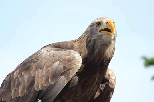 Schöner Steinadler Stock Photo | Adobe Stock Schöner Steinadler Stock Photo | Adobe Stock