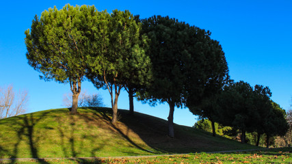 Beautiful photo of pines on the hill