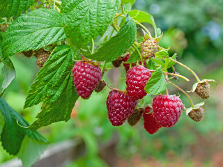 Himbeeren am Strauch im Garten