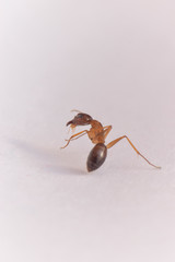 Ant on white background